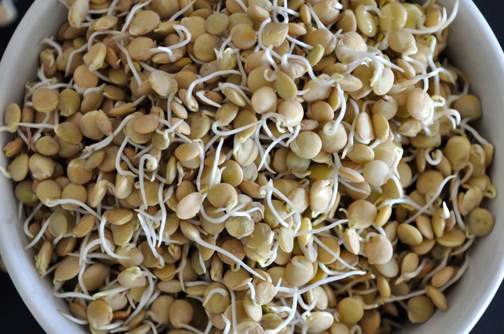 How to sprout (grains, beans, and legumes)?