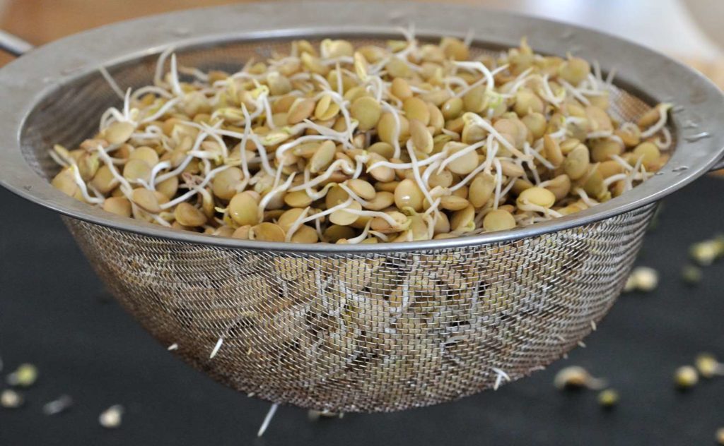 How to sprout (grains, beans, and legumes)?